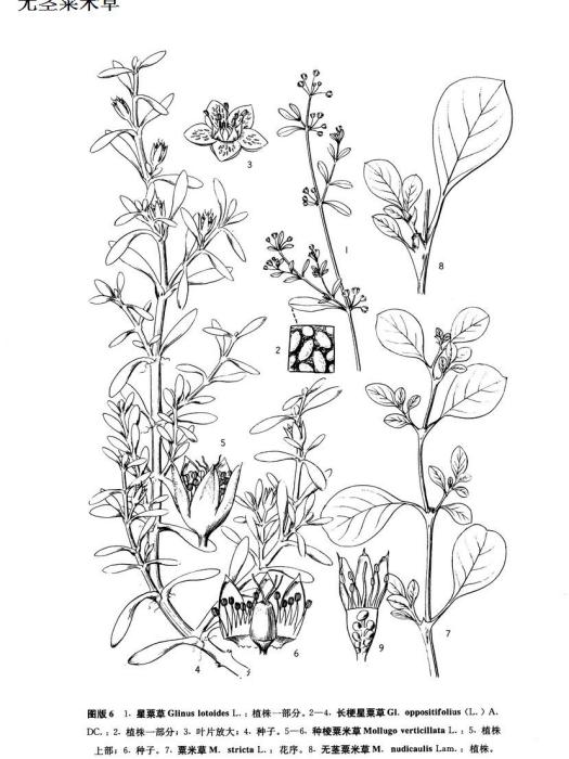 無莖粟草(無莖粟米草) 無莖粟草(無莖粟米草)