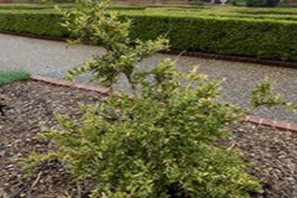 Buxus sempervirens \x27Aurea Pendula\x27 Buxus sempervirens \x27Aurea Pendula\x27