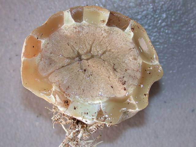 紅籠頭菌的菌卵橫切面
