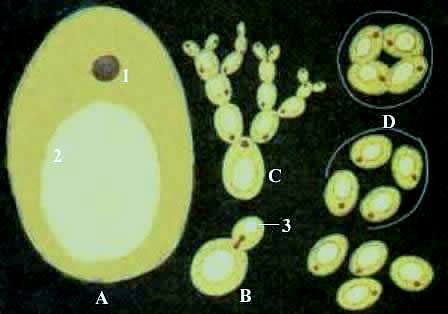 酵母菌屬
