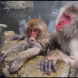 日本獼猴(日本猴)