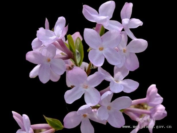 芫花素 芫花素