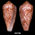 淺紋芋螺