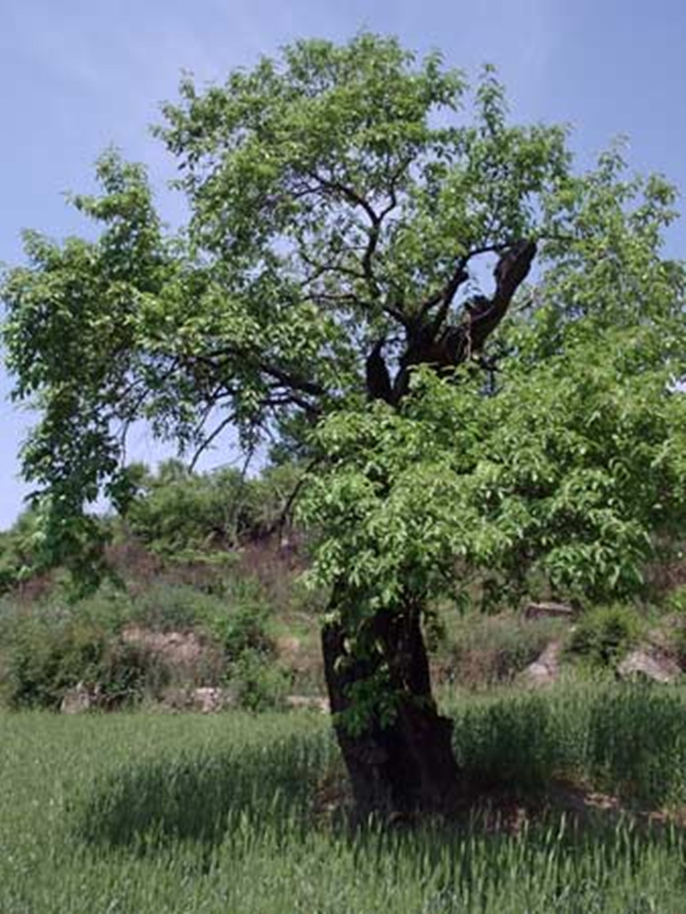 翅果油樹樹形