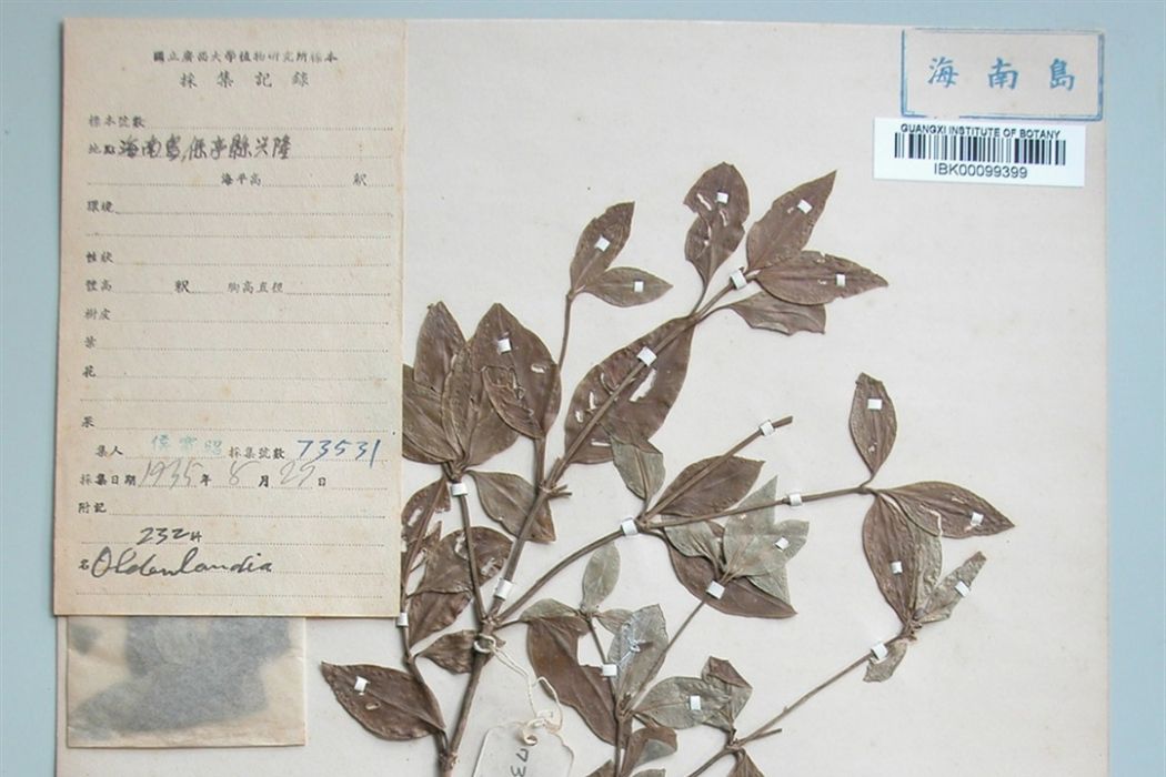 頂花耳草 頂花耳草