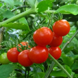 番茄(西紅杮) 番茄(西紅杮)
