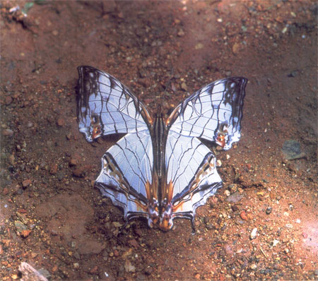 絲紋蛺蝶(圖2)