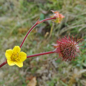 Geum peruvianum