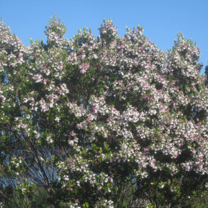 Decaspermum philippinum