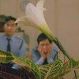 Lily(電影《回魂夜》中的花) Lily(電影《回魂夜》中的花)
