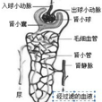 濾過作用