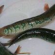 發光炬燈魚 發光炬燈魚