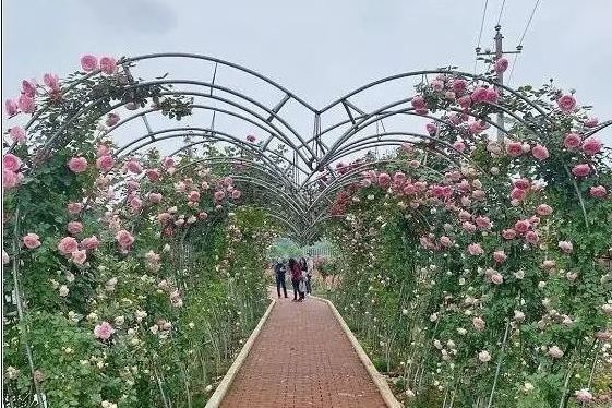 金甲月季園 金甲月季園
