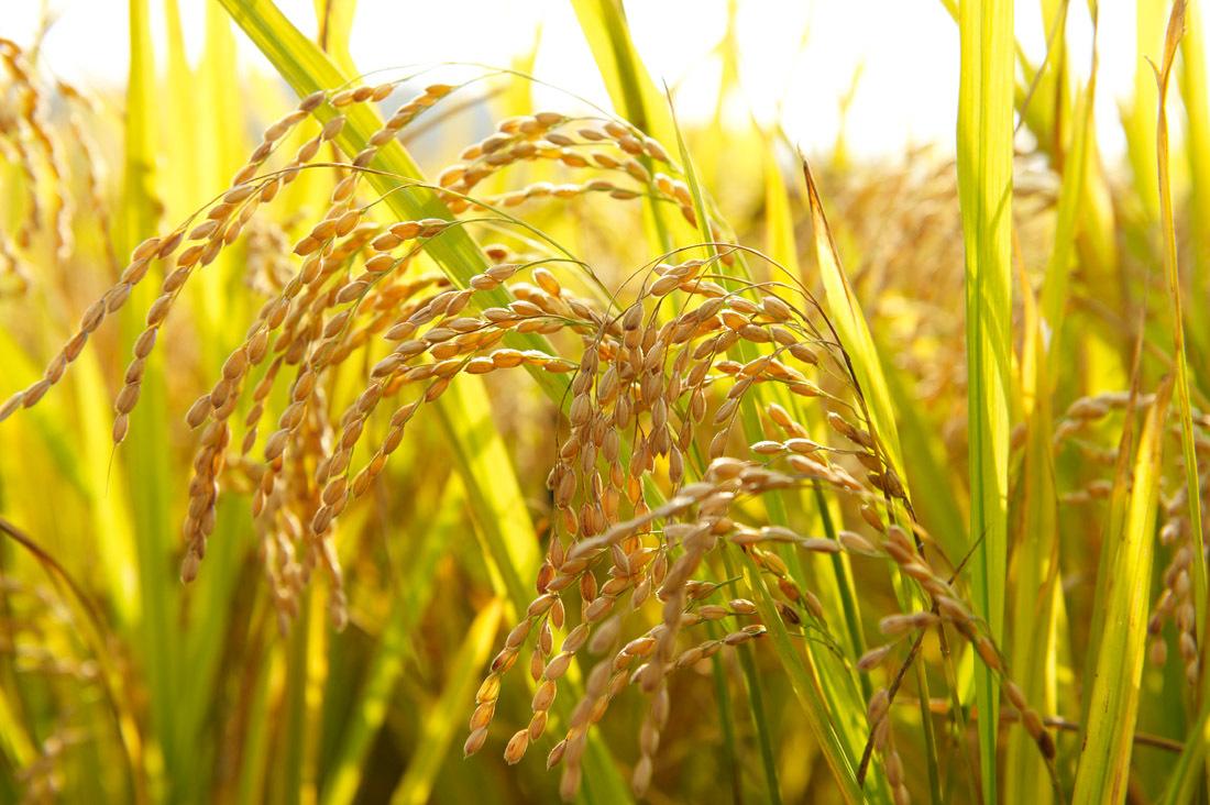 原陽水稻