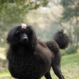 標準貴賓犬 標準貴賓犬