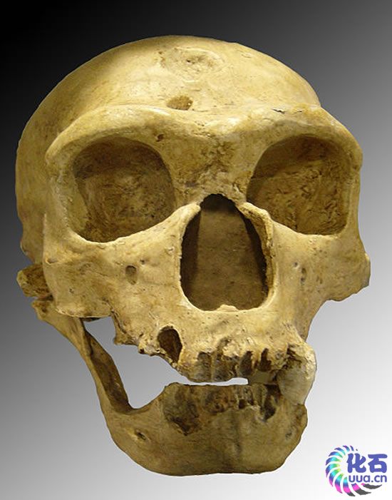 早期智人（古人）頭骨模型