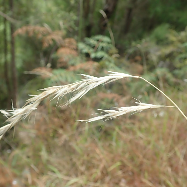 Rytidosperma biannulare