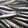 日本鯷魚 日本鯷魚