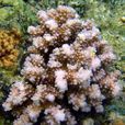 鹿角杯形珊瑚