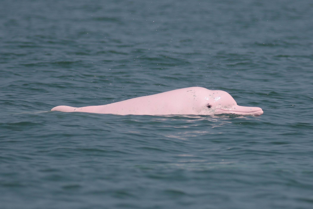 中華白海豚(白海豚（海洋生物鯨類品種之一）)