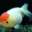 鵝頭紅金魚 鵝頭紅金魚