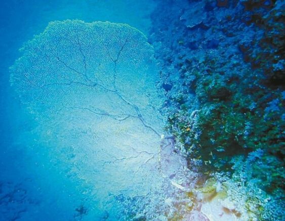 深海扇(海底扇) 深海扇(海底扇)