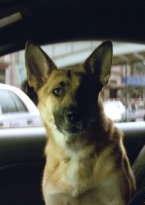 我是傳奇(2007年美國電影《I am Legend》)