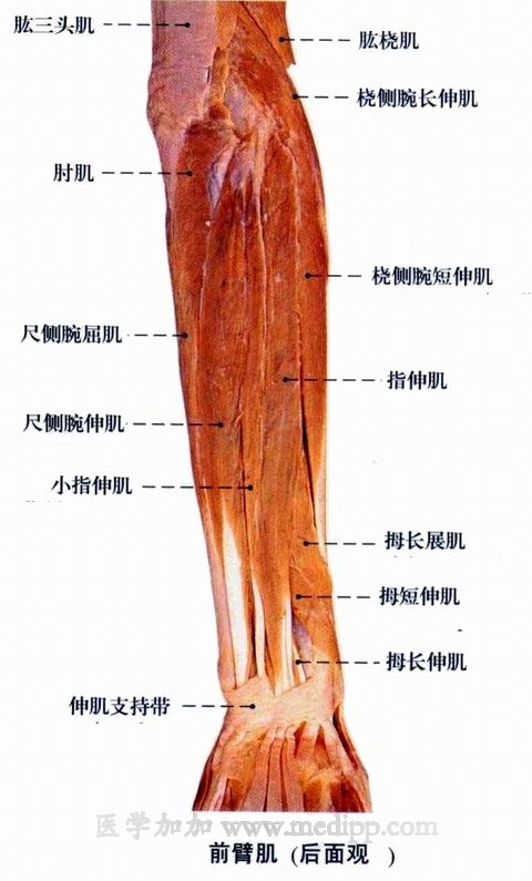 前臂的肌肉組織