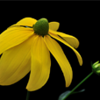金光菊(桔梗目菊科植物) 金光菊(桔梗目菊科植物)