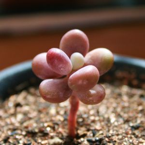 Graptopetalum amethystinum (Rose)Walther Graptopetalum amethystinum (Rose)Walther