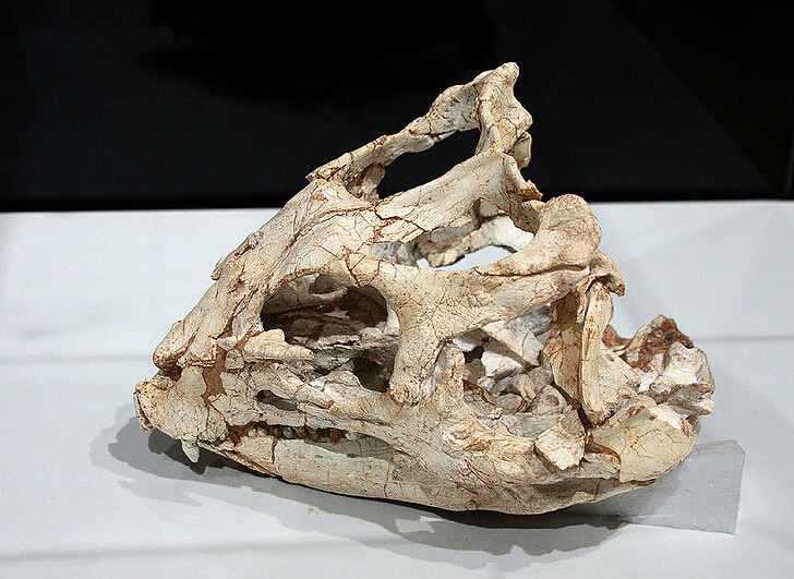 顱骨化石