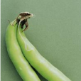 洮綠3號 洮綠3號