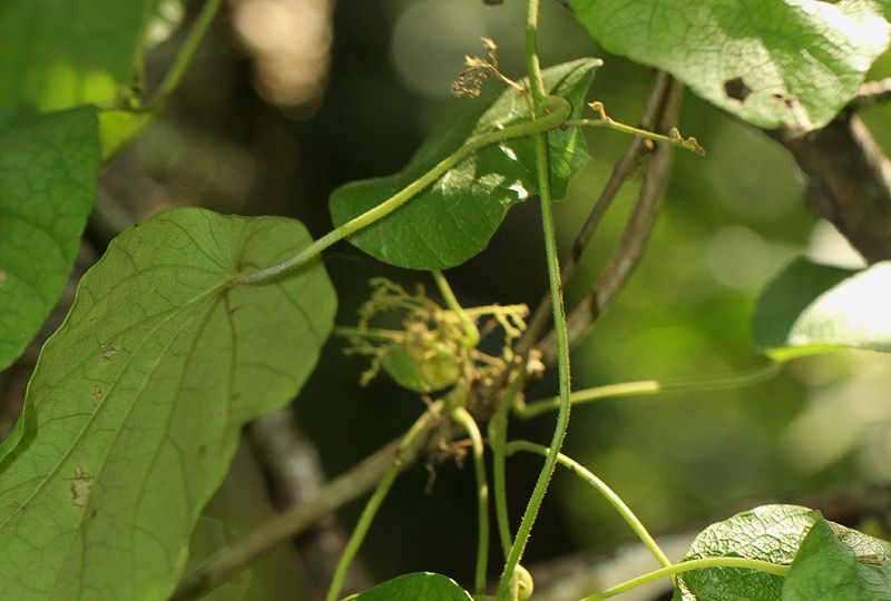 錫生藤(防己科錫生藤屬植物)