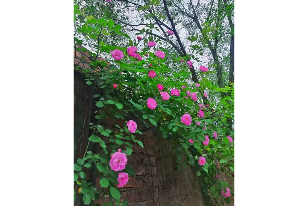 野薔薇_1 野薔薇_1