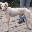 長毛細犬 長毛細犬