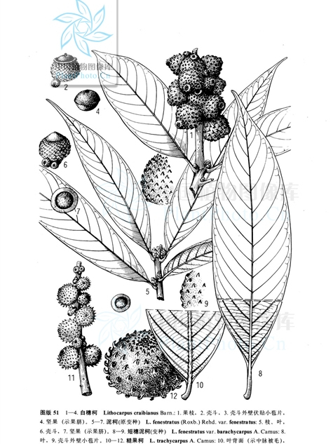 泥柯(華南石櫟) 泥柯(華南石櫟)