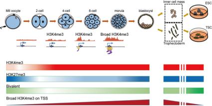 小鼠植入前胚胎的組蛋白H3K4me3和H3K27me3修飾動態變化圖譜