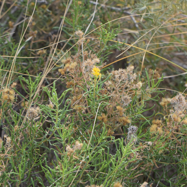 Flaveria palmeri