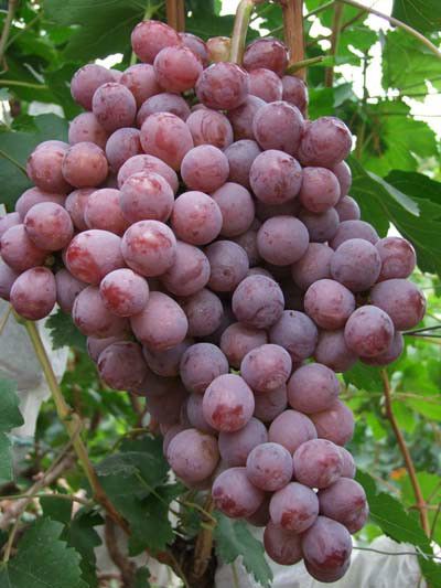 華佳8號 華佳8號