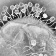 乳酸菌噬菌體