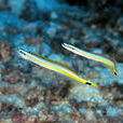 長身蝦虎魚 長身蝦虎魚