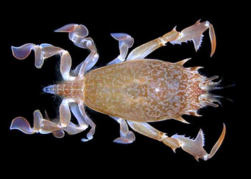 蛙蟹科：仿蛙蟹 Raninoides sp.