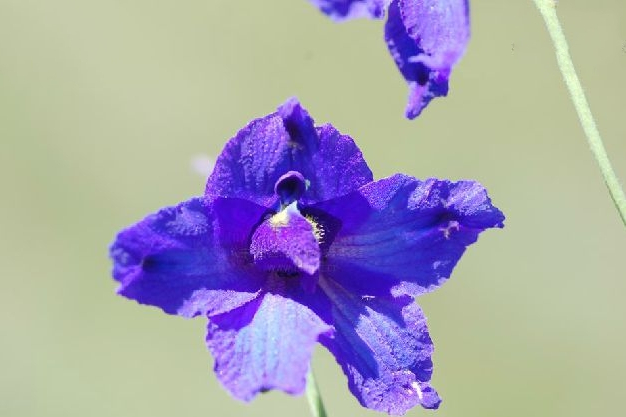 疏花翠雀花 疏花翠雀花