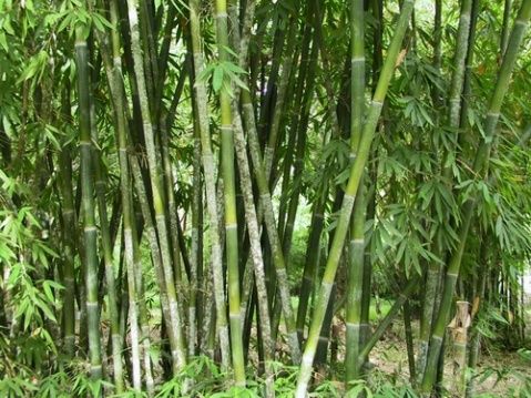 山骨羅竹 山骨羅竹