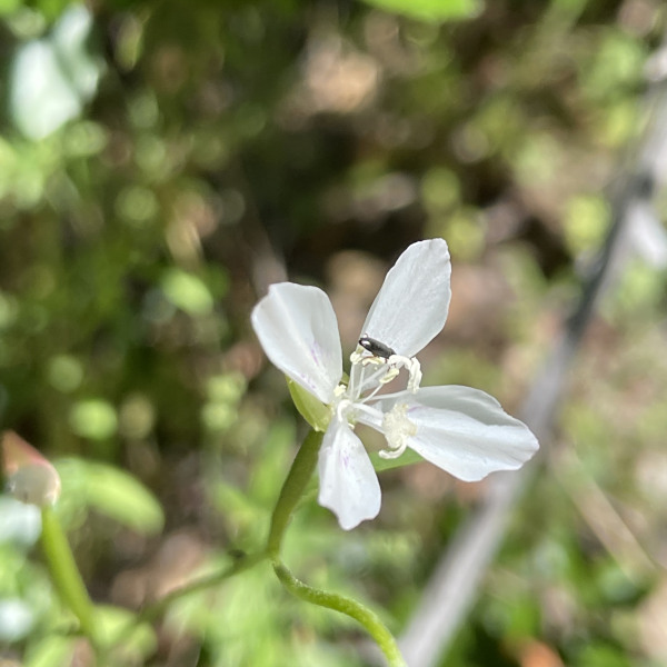 Clarkia epilobioides