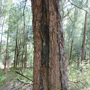 Allocasuarina decussata