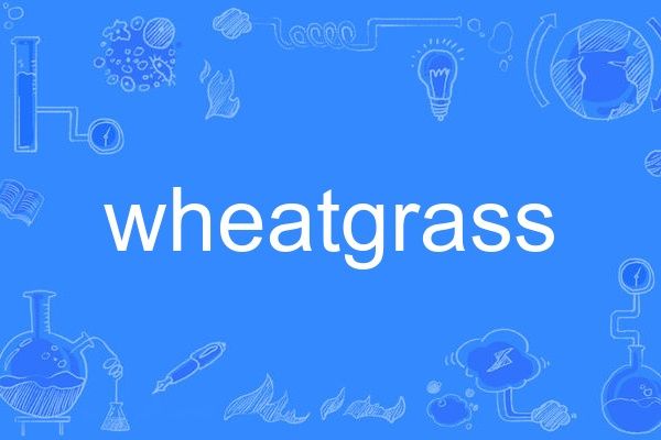 wheatgrass wheatgrass