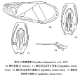 寬翅樹蟋 寬翅樹蟋