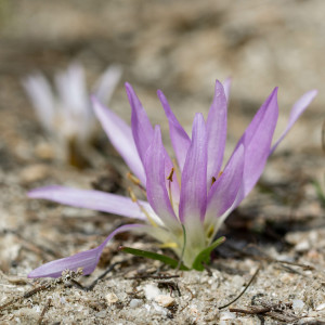 Colchicum soboliferum