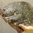 鮃魚 鮃魚